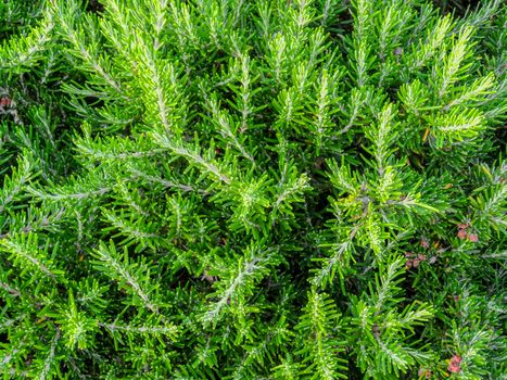 Mediterranean flora - Green hedge of evergreen bushes