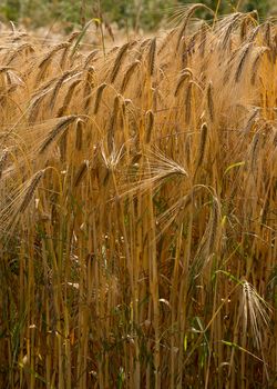 Barley Field