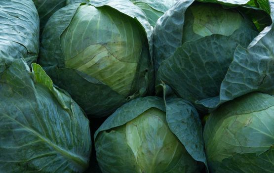 Cabbages for sale on a market stall