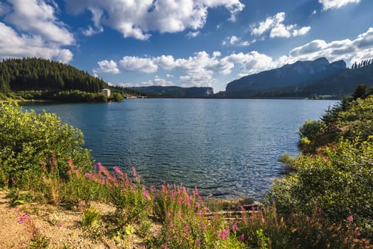 View to Bolboci lake and the damb with carpathian mountains at the background and bright pink wild flowers of Fire weed (epilobium angustifolium) at the foreground, Sinaia, Romania.