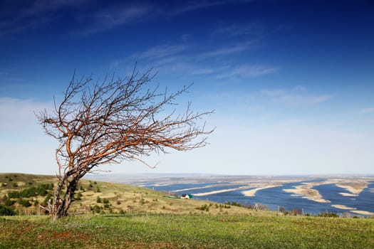 Hill with a tree at the foot of the river