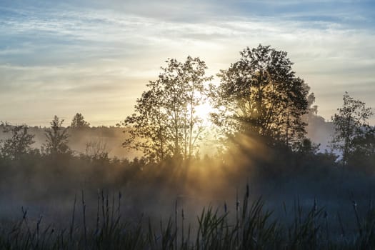 Sunlight penetrates the branches of trees during sunrise. Beautiful summer landscape.