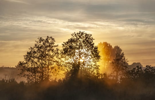 Sunlight penetrates the branches of trees during sunrise. Beautiful summer landscape.