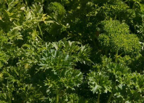 Curly leaved Parsley herb