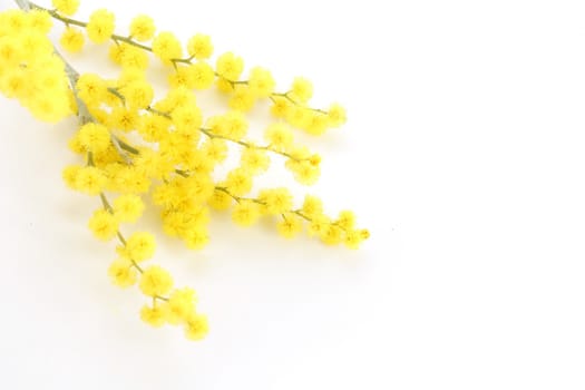 Mimosa isolated on white