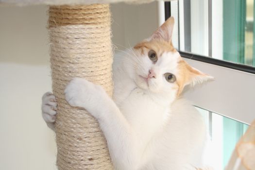 Red and white cat and scratching post