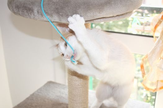 Red and white cat playing with string on scratching post