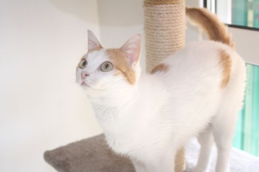 Red and white cat and scratching post