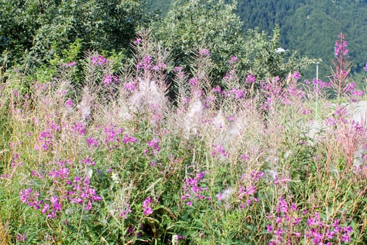 Flowers of fireweed