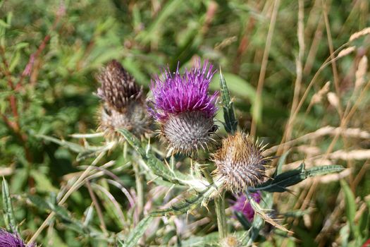 Thistle flowers