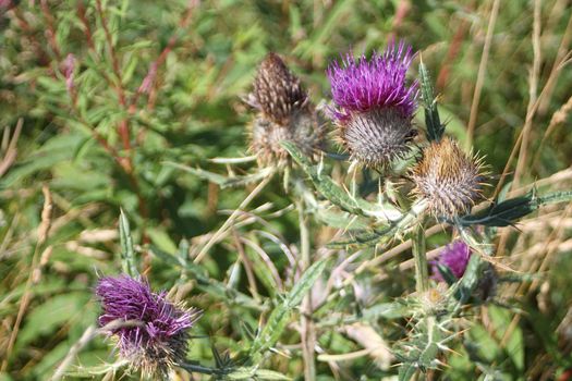 Thistle flowers