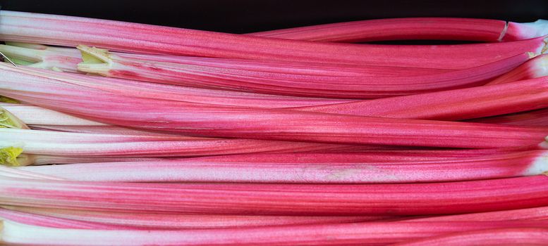 A tray of forced rhubabrb stems