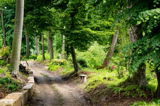 Path Through The Magic Forest. beautiful park landscape pathway wild nature. Enchanted Fairy Forest path. Spring background, backdrop