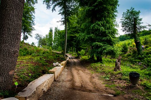 Beautiful green summer park path. Spring background, backdrop forest nature. Vivid morning in colorful forest. Scenery of wild Mother Earth.