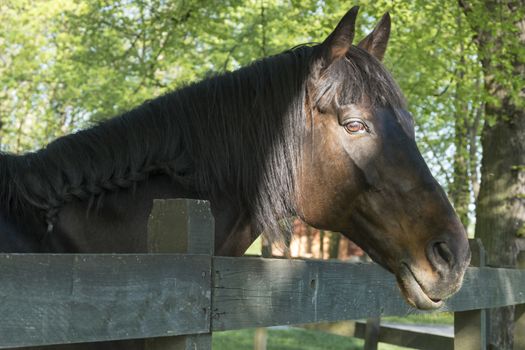 portrait of beautiful horse with pretty eyes near fence in daytime in green spring landscape