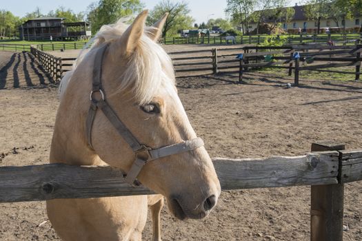 horse behind a fence.  thoroughbred  stallion near horse farm. Beautiful portrait on summer background.