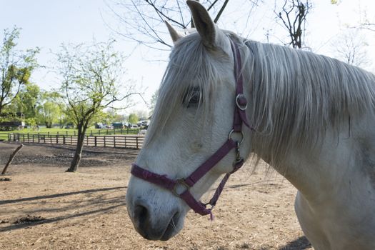 Head of Horse. portrait of white trakehner mare horse. Close-Up Of thoroughbred stallion