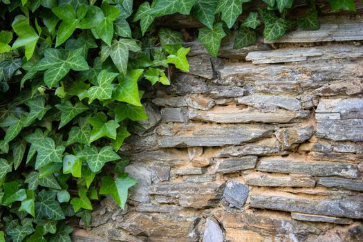 Stone wall with green ivy leaves with copy space for background or texture. Climbing plant, vine plant growing on antique rock wall.Retro style background. Green leaf plant over grunge old wall.