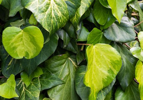 
Ivy heart shape leaf wall close-up (Hedera).  symbol of love. green Sulphur heart leaves romantic background. growth foliage in nature. photography of climbing chain of ivy leaves in springtime.

