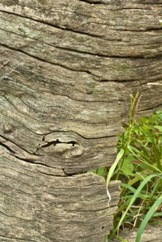 Texture of old stump