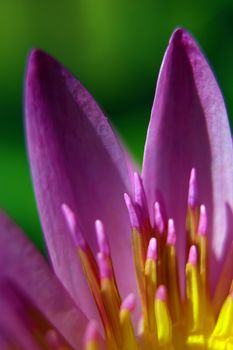 Purple petal and Yellow pollen of Water Lily