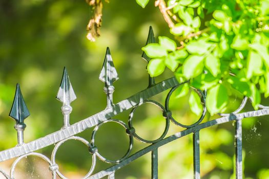 Iron Fence with climbing plant in the sunshine