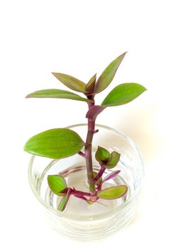 Small-leaf spiderwort, River spiderwort  (Tradescantia fluminensis) Herb plant rooting in the glass, isolated on white background