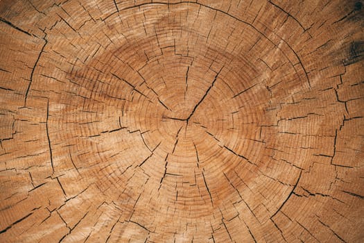 Texture of freshly cut wood. A tree with cracks and age circles.