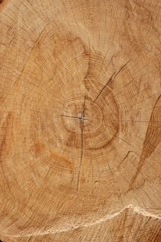 Texture of freshly cut wood. A tree with cracks and age circles.