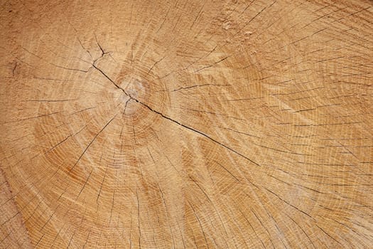 Texture of freshly cut wood. A tree with cracks and age circles.