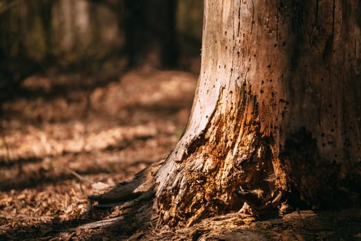 Old decrepit stump in the sunlight against the background of the forest. Rotten tree