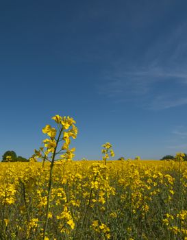 A field of oil seed rape against a blue sky