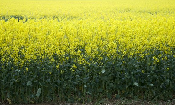 A field full of bright yellow oil seed rape