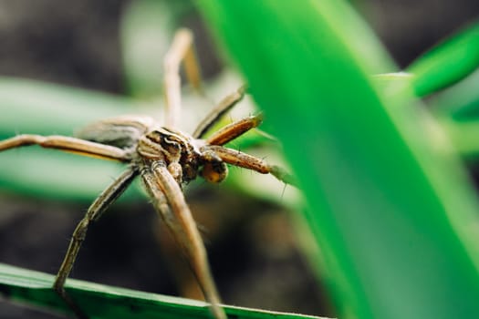 Closeup spider in green grass. Macro photo of insects