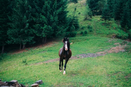 A horse running on a mountainside against a background of green grass. Brown horse