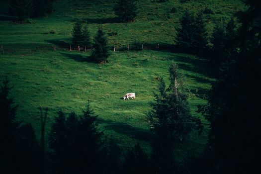 Lonely white cow on a hillside. Landscape with a cow. Dark contrast photo.