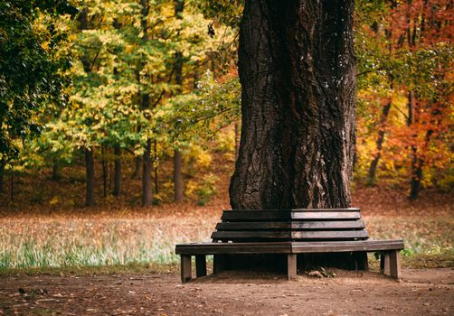 Bench around a tree in autumn park