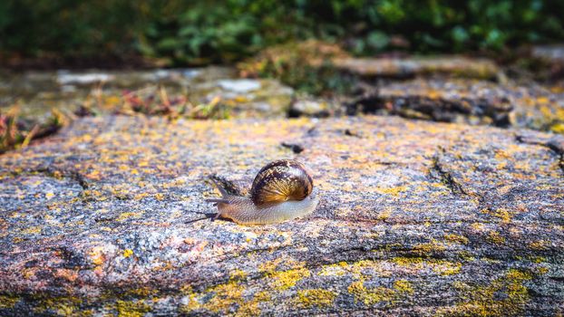 Snail crawling on a hard rock texture in nature; brown striped snail walking on the rocks in rainy day, Brittany (Bretagne), France
