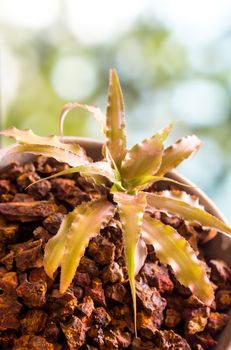 Orthophytum bromeliad growing in the small ceramic pot, houseplant for room decoration