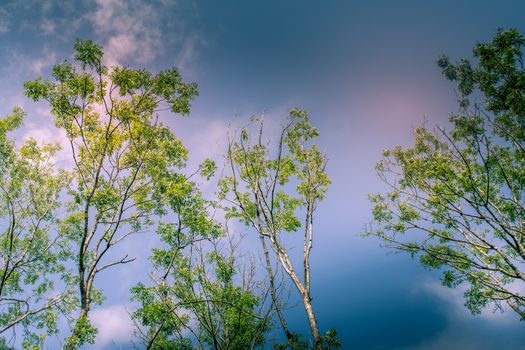 Sunlit Tree Canopy dappled with golden light and blue sky