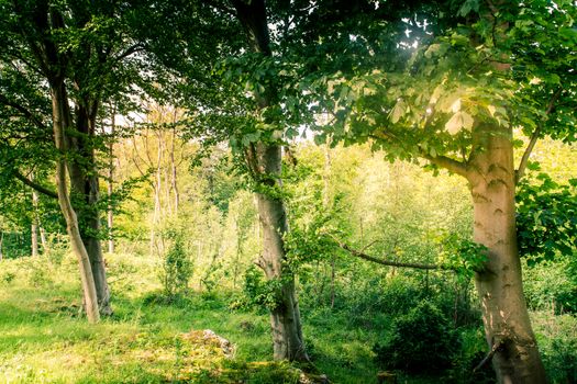 Green trees Sunlit forest glades woodland of oak and birch trees. UK