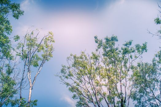 Sunlit Tree Canopy dappled with golden light and blue sky