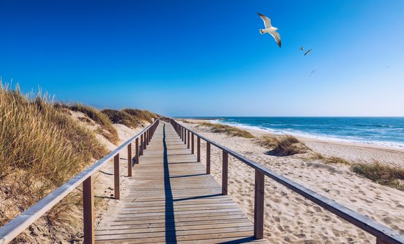 Wooden path at Costa Nova d'Aveiro, Portugal, over sand dunes with ocean view and seagulls flying over Praia da Barra. Wooden footbridge of Costa Nova beach in a sunny day. Aveiro, Portugal. 