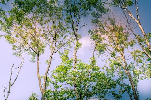 Sunlit Tree Canopy dappled with golden light and blue sky