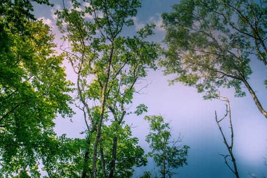 Sunlit Tree Canopy dappled with golden light and blue sky