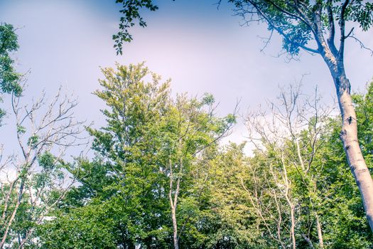 Sunlit Tree Canopy dappled with golden light and blue sky