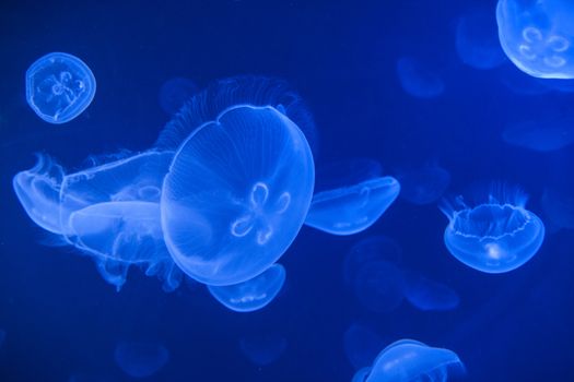 Group of jellyfish on the blue dark water. Suitable as a background.