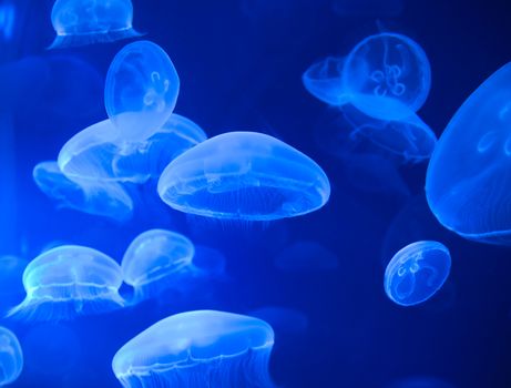 Group of jellyfish on the blue dark water. Suitable as a background.