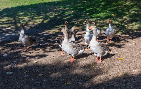 Amazing picture of group of Geese on the side of a lake in wilderness. The image perfectly represents: Goose floating, goose on water, goose in the lake, geese formation.