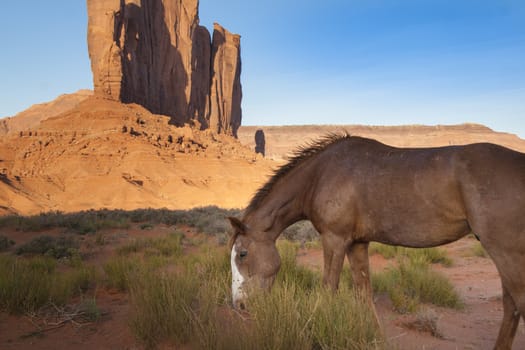 Young horse graze with the natural beauty of Monument Valley Utah in the background.